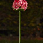 Smart Solar Flowers- Rose Bloom 2PK