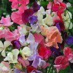 Sweet Pea Super Scent Packet of 100 seeds