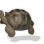 Vivid Arts Real Life Giant Tortoise – Size D