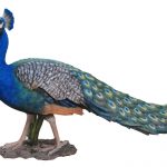 Vivid Arts Real Life Peacock – Size B
