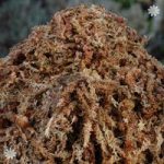 Rooty Moss 500g compressed basket moss slab