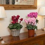 Christmas Cyclamen 13cm – 3 plants in flower in mix of colou