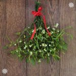 Bunch of Fresh Real Mistletoe – 10 sprigs