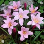 Pack of 25 Pink Fairy Lily bulbs (Zephyranthes)