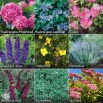 Complete Hardy Shrub bundle – 10 plants