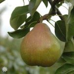 Pear Doyenne du Comice tree