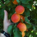 Apricot FlavourCot tree