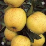 Apple Golden Delicious on M26 potted tree