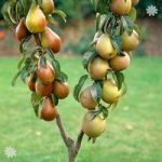 Duo Fruit Tree – Pear Conference & Concorde
