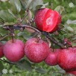 Premium Apple Tree ‘Tickled Pink’ on M26