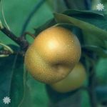 Asian Pear (Nashi) ‘Kumoi’