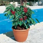 Patio Cherry ‘Garden Bing’ bare root