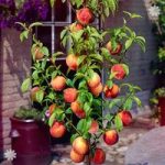 Leaf-Curl Resistant Peach ‘Avalon Pride’ fruit tree bare root