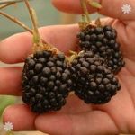 Blackberry Reuben plant 2L pot