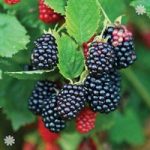Blackberry thornless Chester 1L pot – pack x 2