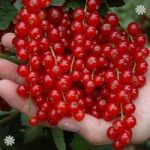 Redcurrant Rovada – pack of 2 bushes