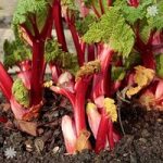 Summer-long Rhubarb ‘Livingstone’ plant in 9cm pot