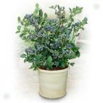 Blueberry Plant collection – pack of 3 varieties