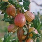 Premium Gooseberry ‘Xenia’