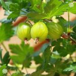 Premium Gooseberry ‘Invicta’ bare root