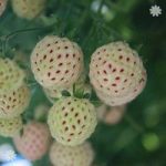 Pineberry ‘Natural Albino’ (R) palnts – pack of 6 in 9cm pots