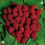 Premium Primocane Raspberry ‘Autumn Bliss’ – pack x 5 short