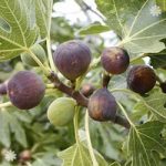 Fig ‘Rouge de Bordeaux’ 9cm