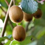 Kiwi ‘Solissimo’ self-fertile plant in 9cm pot