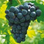 Grape Vine ‘Boskoop Glory’ (Red) 1.8M tall