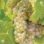 Grape Vine ‘Phoenix’ (White) 1.8M