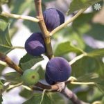 Hardy Fig Plant ‘Madeleine des Deux Saisons’ in 2L pot 50cm tall