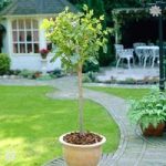 The Chelsea Fig Tree 4L half standard