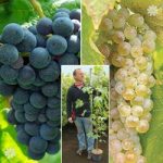 Pair of Grapes – Boskoop & Phoenix 1.8M