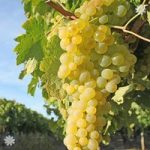 Grape Vine ‘Supaga’ (White) 1L