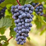 Grape Vine ‘Zilga’ (Red) 1L