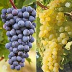 Pair Grapevines 1L – ‘Supaga’ and ‘Zilga’