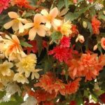 Begonia Illumination In Mixed Colours x 18 Jumbo Plug Plants