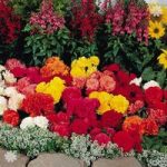 Begonia Non-Stop In Mixed Colours x 18 Jumbo Plug Plants