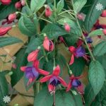 Hardy Fuchsia Climbing Lady Boothby – 6 plants