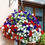 Patriotic Petunia Plant Collection red/white/blue – 18 plugs