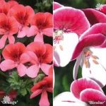 Geranium ‘Angel Eyes’ mixed collection – 12 plants