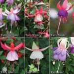 Compact Fuchsia ‘Flower Fairy’ collection – 12 plugs