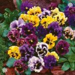 Pansy ‘Frizzle Sizzle’ pack of 12 jumbo plugs