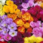 Rosebud Primrose ‘Primlet Double Mix’ pack 12 jumbo plug plants
