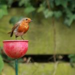 Red Flowerbed Cup Feeder