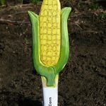 Veggie Stikks Corn – Vegetable Labelling