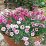Hardy Devon Pinks collection – pack of 12