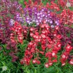 Perennial Hardy Penstemon Collection – 12 plugs