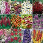 Complete Hardy Garden Perennial Plant collection – 24 plug plants