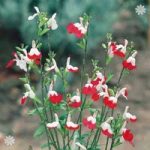 Salvia Hot Lips pack of 10 plug plants